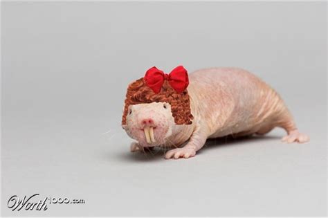 Best Naked Mole Rats Images On Pinterest Mole Rat Rats And Naked