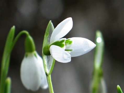 Snowbell Free Photo Download | FreeImages