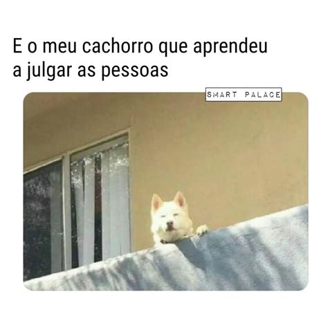 E O Meu Cachorro Que Aprendeu A Julgar As Pessoas Memes