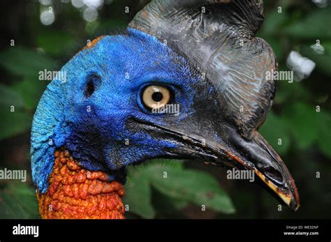 Cassowary Profile Hi Res Stock Photography And Images Alamy