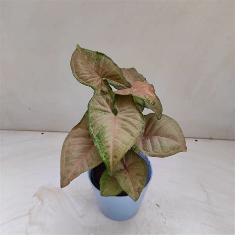 Syngonium Pink Margarita Nurserybuy