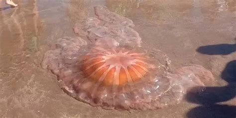 Pusieron una medusa gigante en las costas de Mar del Plata y causó