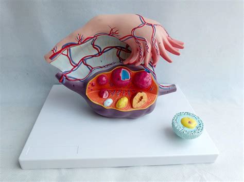 Buy Tjz Uterine Anatomy Model 3 Parts Female Reproductive System