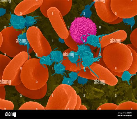 Human Red Blood Cells T Lymphocyte And Activated Platelets Coloured