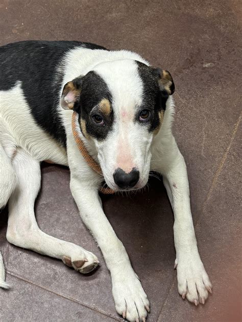 Petfinder louisville ky is helping hundreds of animals find homes 4