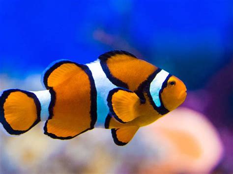 Por Qu Nemo Tiene Tres Rayas Blancas Enigma Resuelto Actualidad