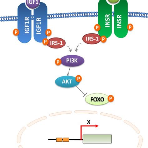 Insulin Insulin Like Growth Factor 1 IGF 1 Signaling IIS Is A Major