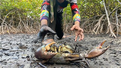 Wow Wow So Big Crab Catch King Crab Giant Mud Crab After Water Low