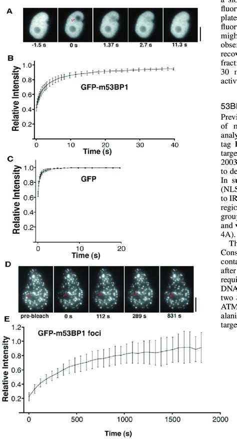 FRAP Analysis Of GFP M53BP1 A Fluorescence Recovery Kinetics Of