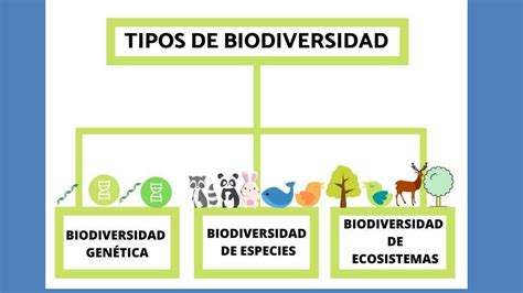 SOLUTION Unidad Biodiversidad Studypool