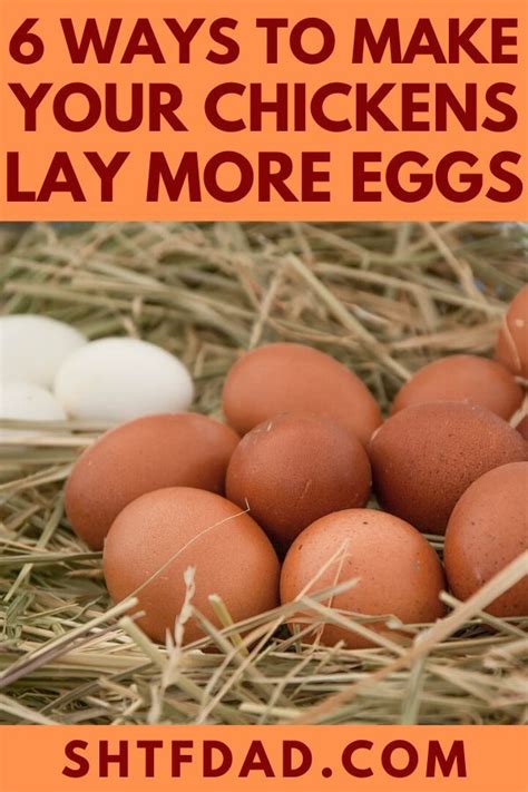 6 Ways To Make Your Chickens Lay More Eggs What To Feed Chickens Egg Laying Chickens Chickens