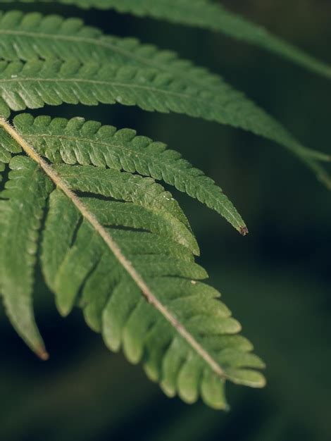 Textura De Hojas De Helecho Verde De Primer Plano En La Naturaleza