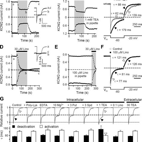 Symmetrical Regulation Of Kcnq Current By Intracellular Mg And