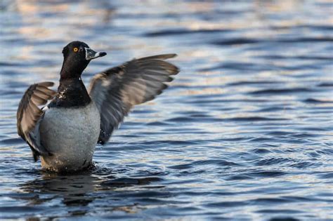 Ringneck Duck Habitat