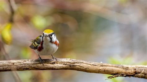 Most Common Warblers You Will See Photo And Id Guide Bird Advisors