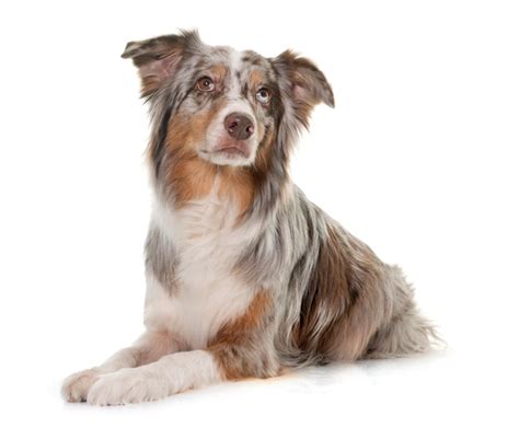 Premium Photo Tricolor Australian Shepherd