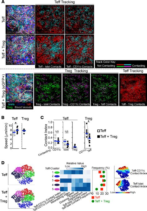 Tregs Spend Most Of Their Time Contacting Cd C Apcs Within Islet