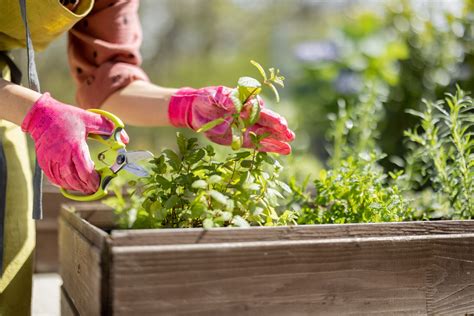 Cest Le Moment De Tailler Ces Plantes Au Potager Pour Une R Colte