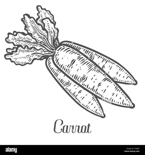 Black Carrot Vector