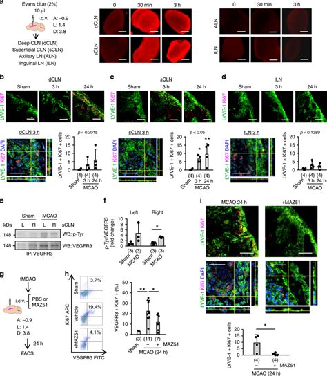 Cervical Lymph Node Activation In Rats After Stroke A Evans Blue Dye