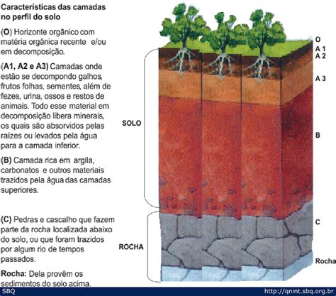 BLOG DO PROFESSOR MARCIANO DANTAS OS SOLOS DA AMAZÔNIA