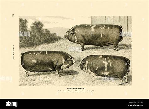 swine illustration vintage ink drawing   beige background circa