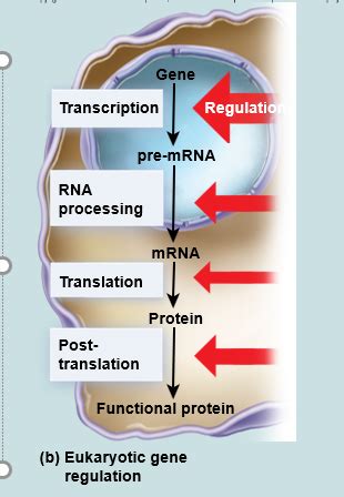 Gene Expression And Regulation Flashcards Quizlet