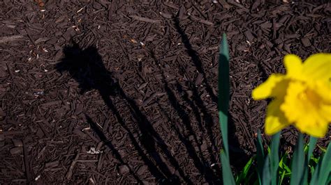 Mulch Installation Huntsville Owens Cross Roads Madison Al