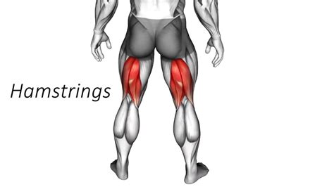 Best Glutes Hamstrings Quadriceps Calves Exercises Video Dailymotion