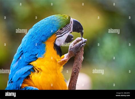 Blue And Yellow Macaw Head Closeup Ara Ararauna Exotic Bird Stock