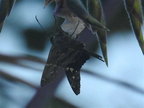 Long Tailed Skipper From Biloxi MS USA On August 4 2023 At 06 24 AM