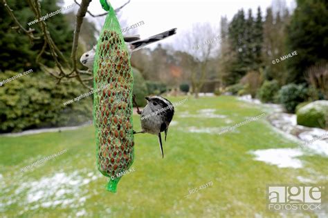Long Tailed Tits At Winter Feeder North Rhine Westphalia Germany