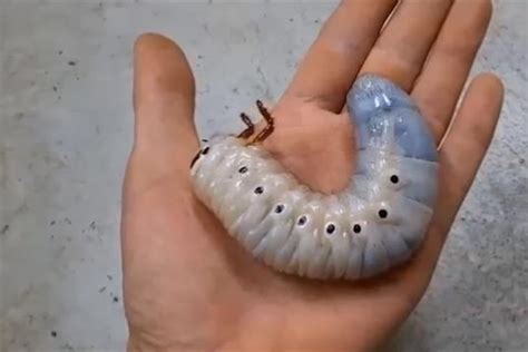 Largest Flying Insect In The World