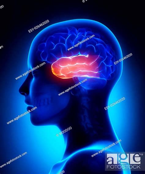 Temporal Lobe Female Brain Anatomy Lateral View Stock Photo Picture