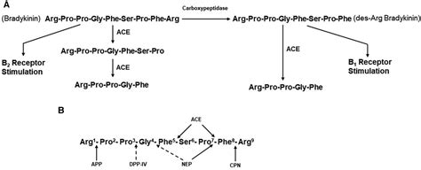 Frontiers The Bradykinin Forming Cascade In Anaphylaxis And Ace