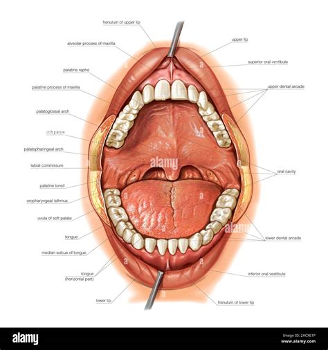 Ilustraci N De La Cavidad Oral Esta Vista Anterior Etiquetada