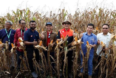 Selangor Catat Tan Tuaian Pertama Jagung Bijirin Astro Awani