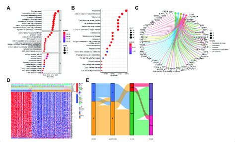 Functional Enrichment Analysis A Go Enrichment Analysis Of Degs