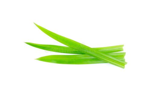 Fresh Green Pandan Leaves Isolated On White Background Stock Photo