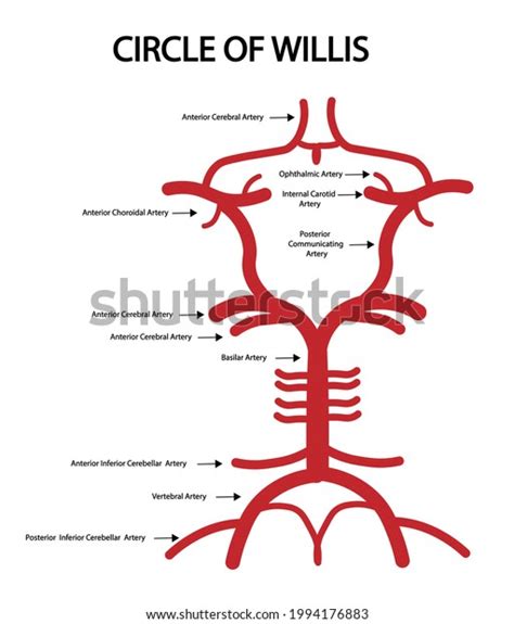 Circle Willis Anatomy Structures Arterial Supply Stock Illustration 1994176883 | Shutterstock