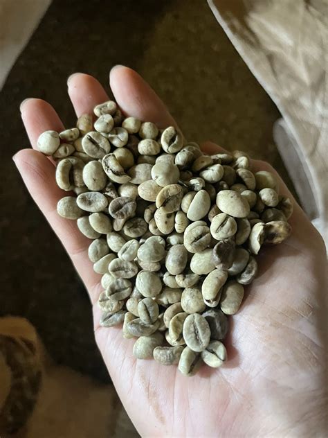 Certified Robusta Green Coffee Beans Normal G Screen Wholesale With