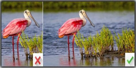 Cropping In Photography - A Beginner's Guide