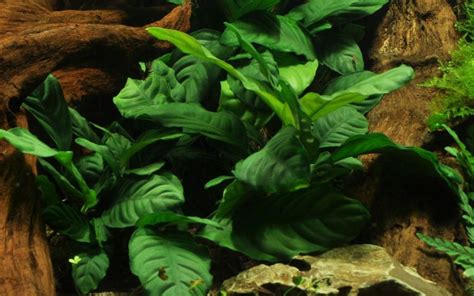 Guide To Tropica Aquarium Plants Sevenports Nano Aquariums