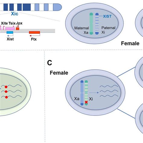 X Chromosome Silencing And Exist Genes In Tumor Sex Differences A The