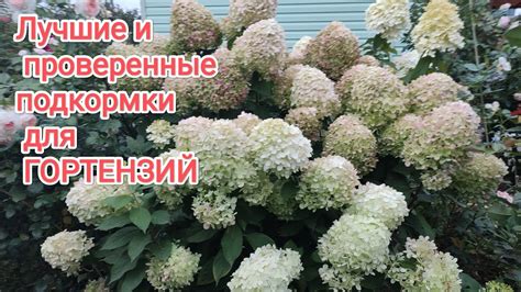 Лучшие и проверенные подкормки для ГОРТЕНЗИЙ. - YouTube