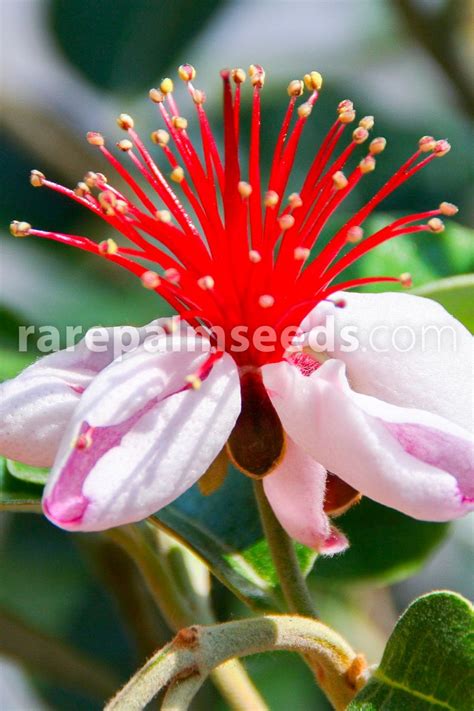 Acca Sellowiana Pineapple Guava Buy Seeds At