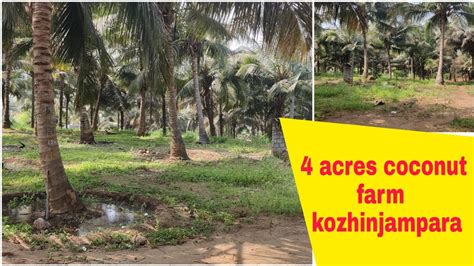 4 Acres Coconut Farm For Sale Kozhinjampara Farm Land Coconut Farm