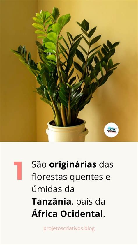 Planta Zamioculcas Da Tanz Nia Para O Mundo Saiba Tudo Sobre Essa