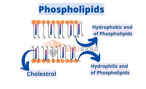 Fluid Mosaic Model-Structure of Plasma Membrane