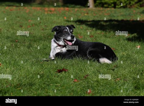Are Welsh Sheepdog Puppies Lazy